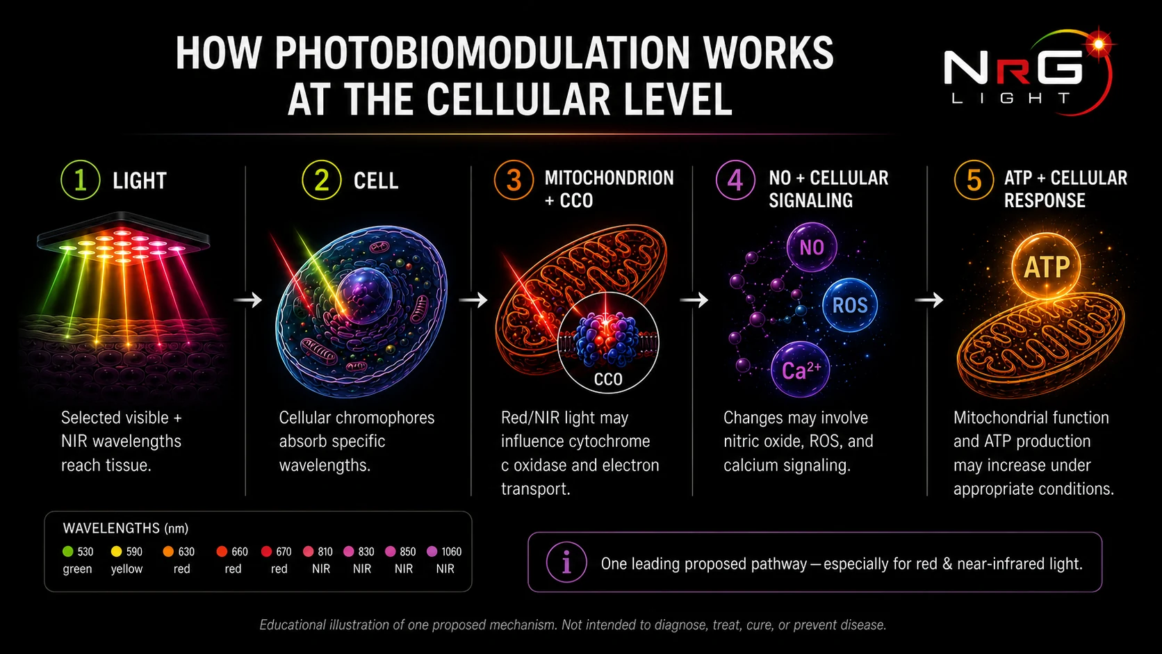 Infographic showing a simplified photobiomodulation pathway at the cellular level: selected visible and near-infrared wavelengths reach tissue, cellular chromophores absorb photons, red and near-infrared light may influence mitochondria and cytochrome c oxidase, nitric oxide and cellular signaling may change, and ATP production and cellular responses may be modulated.